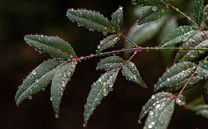  冬の草花の写真